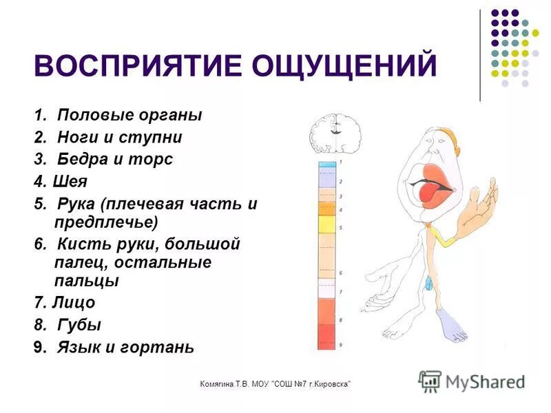 мужская мочеполовая система схема. функции органов в организме человека. орган полового чувства. орган полового чувства. строение пищеварительных органов.