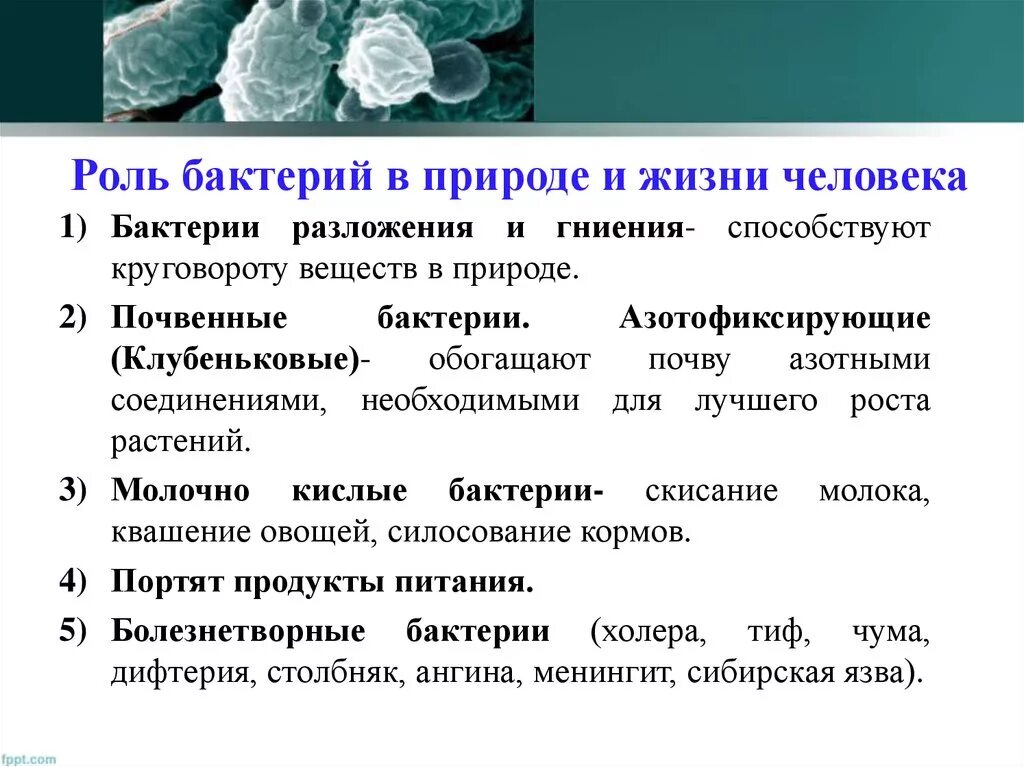 Роль болезнетворных бактерий. Роль бактерий в живой природе и жизни человека. Роль бактерий в природе. Роль бактерий в природе и жизни человека. Функции бактерий в природе.