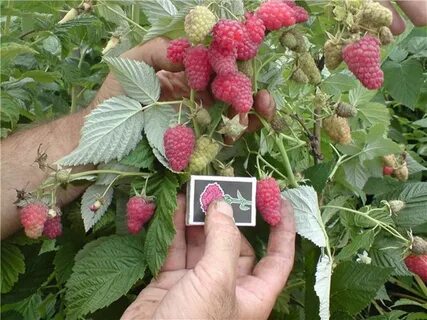 Малиновое дерево таруса описание