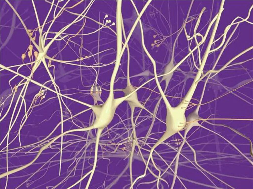 Нейронная сеть Нейроны синапсы. Нейронные сети коры головного мозга. Гиппокамп Нейроны гистология. Дендрит нейрона.