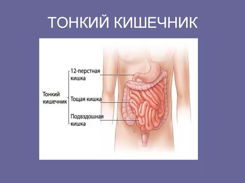 Название тонкой кишки. Тонкая кишка 12 перстная кишка. Тонкая кишка 12 перстная анатомия. Кишки строение тощая кишка.