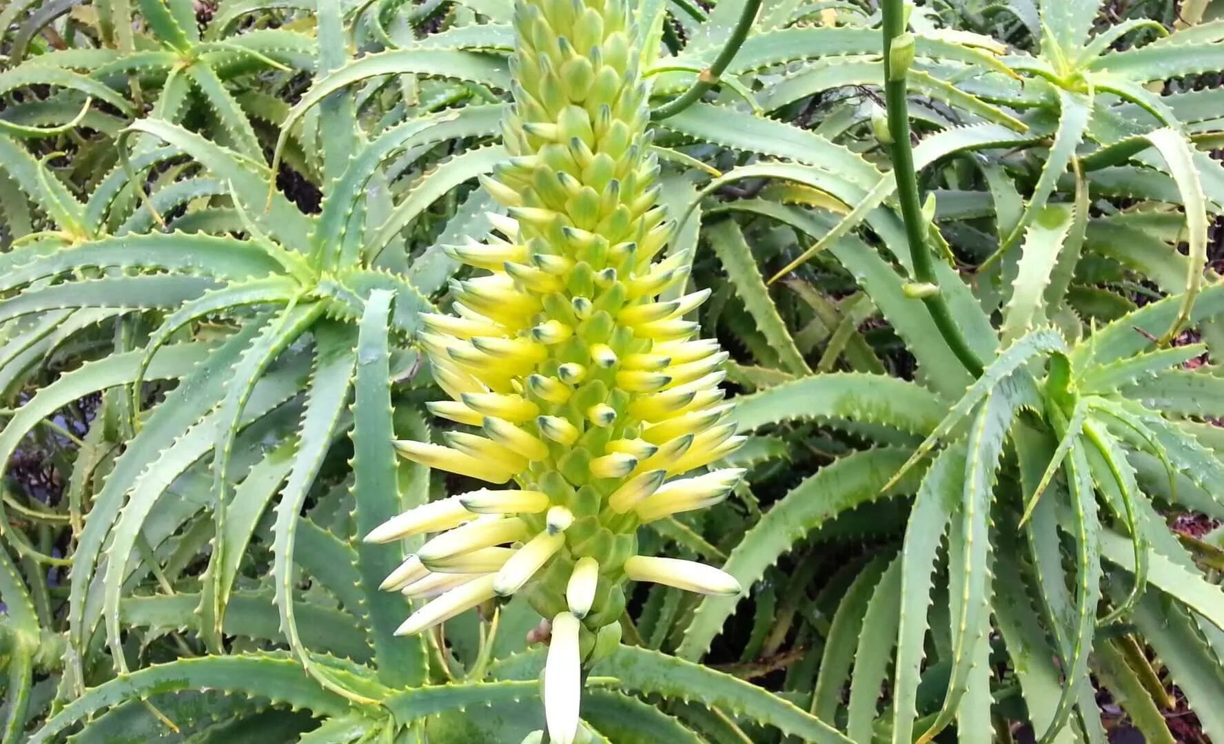 Алоэ столетник цветение. Алоэ Aloe arborescens Mill. Алоэ древовидное (Aloe arborescens).