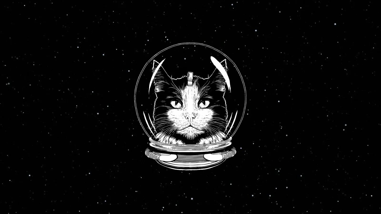 Первая кошка в космосе Фелисетт. Кошка в космосе Франция. 1 кошка в космосе