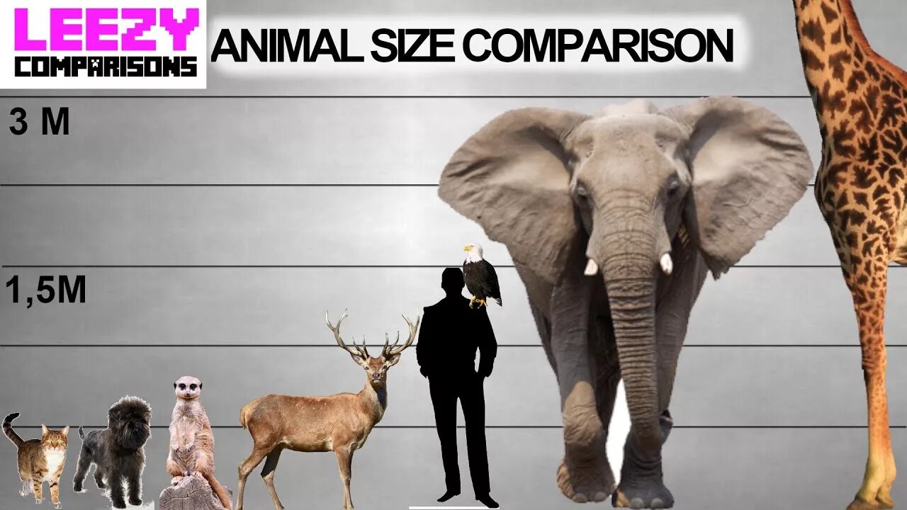 Compare animals. Сопоставление размеров животных. Сравнительные Размеры животных. Size Comparison животные. Животные по сравнению с человеком.