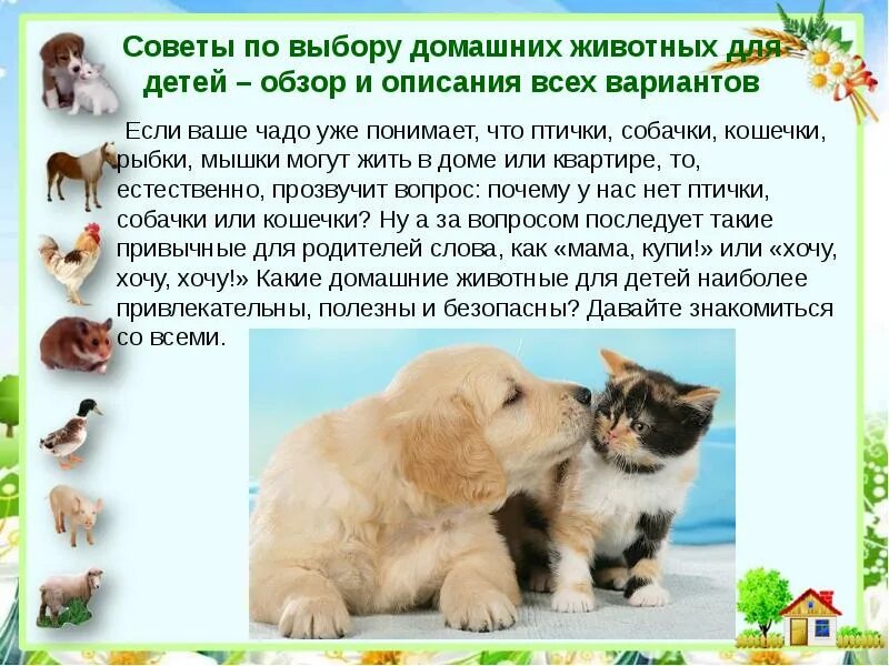 Как выбрать домашнего питомца. Домашний питомец выбрать. советы по уходу за домашними животными. выбор домашнего животного.