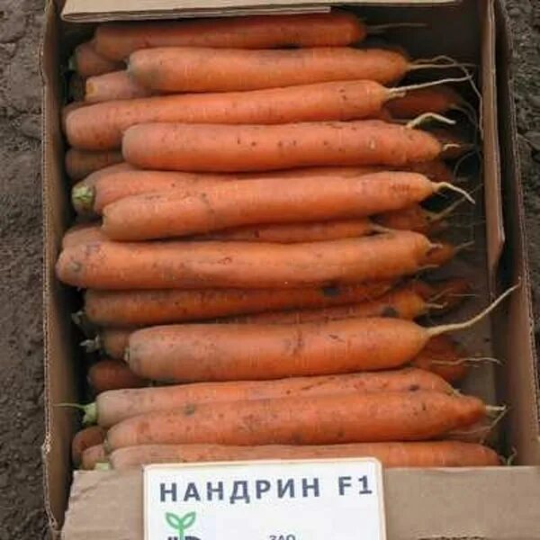 Морковь нандрин. Морковь Нандрин f1. Нандрин морковь описание сорта. Морковь Нандрин отзывы.