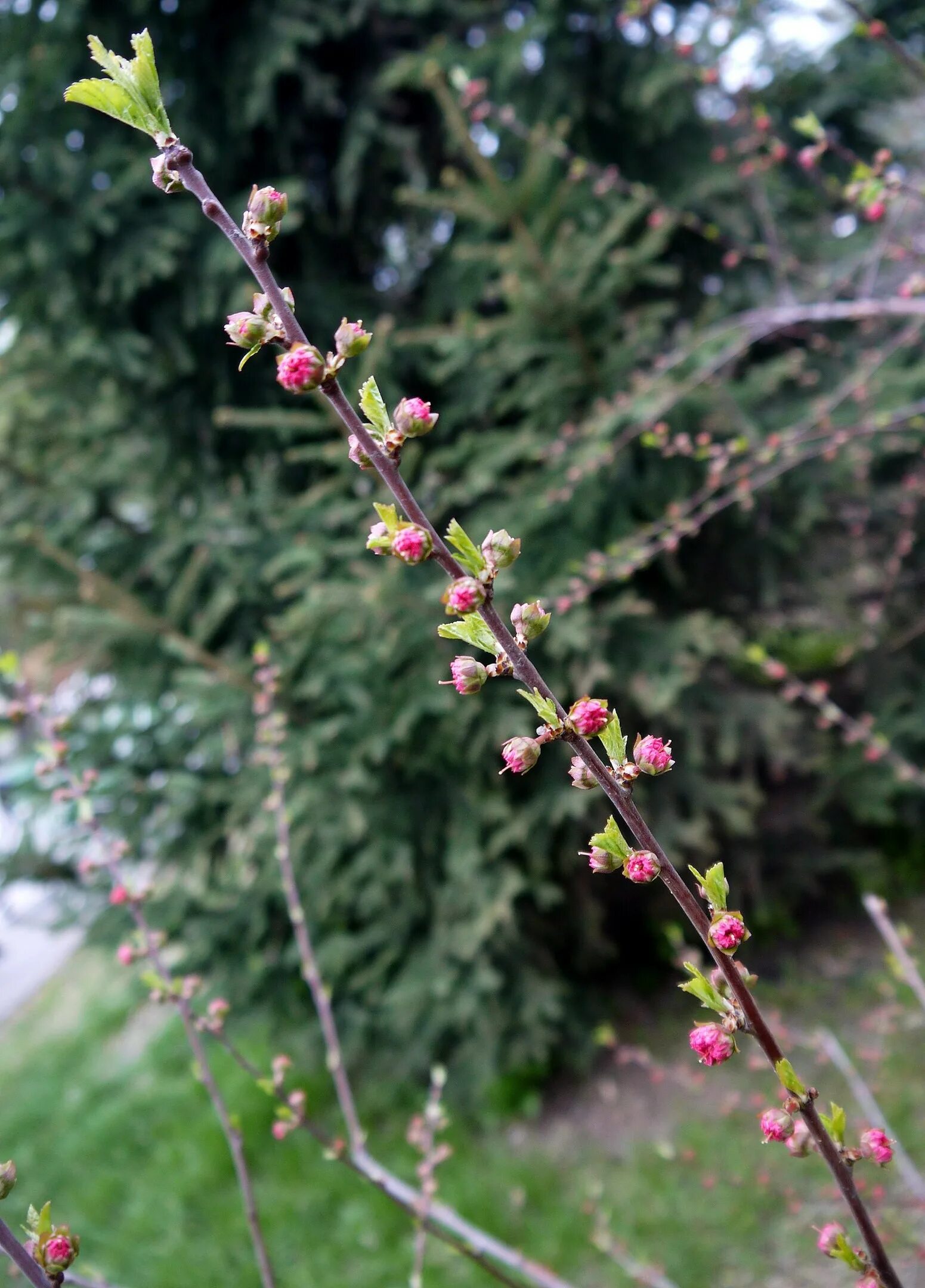Как пишется зацвела. Вишня набирает цвет. Сакура Челябинск дерево. Сакура набирает цвет. Сакура в Иркутске растет.