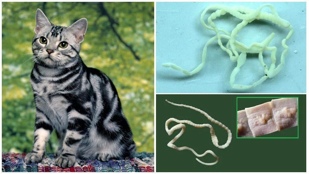Ленточный червь у кошки. Кошачьи глисты анкилостома. Паразиты у кошек анкилостома. Ленточные черви (цестоды) у кота. Цестоды ленточные гельминты у кошек.