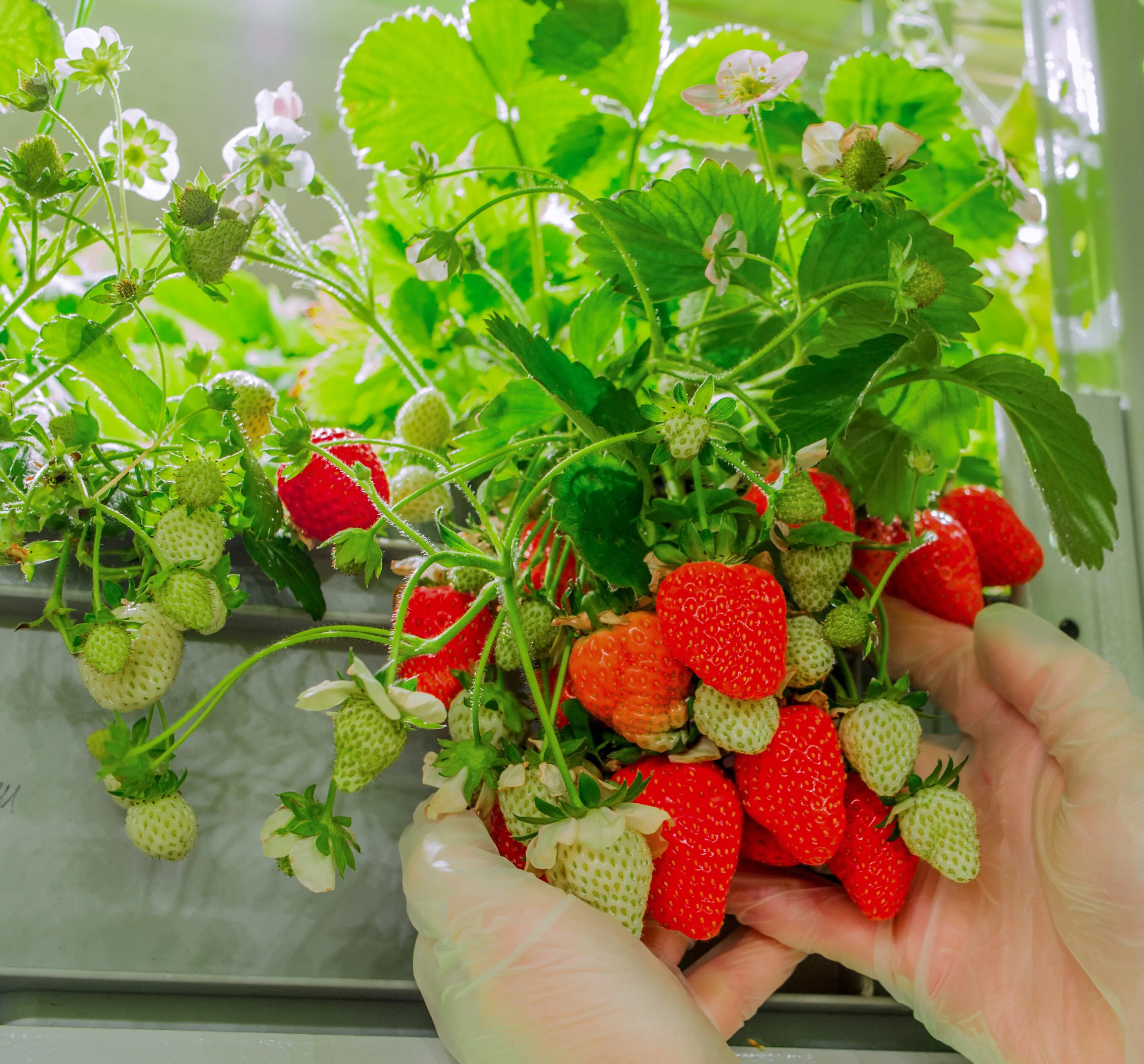 Лимон и вербена. Вертикальные фермы. Ооо агроаспект. Агроаспект. Ооо агроаспект.