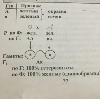 Доминантные признаки у голубей