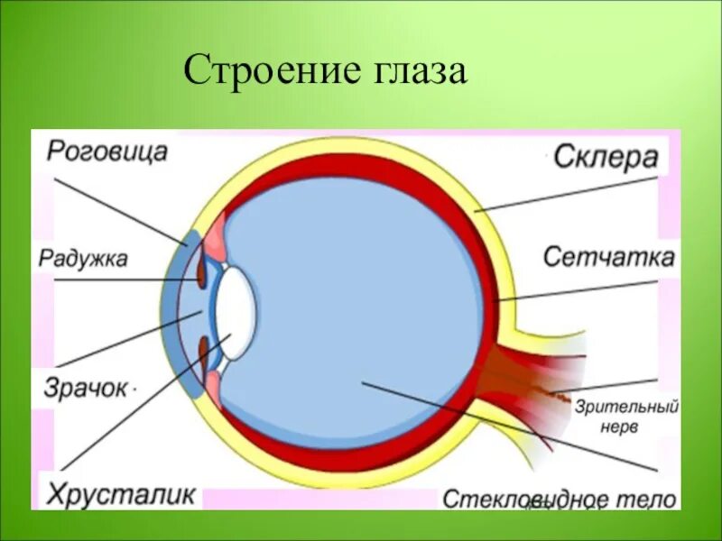 Глаз биология 9 класс