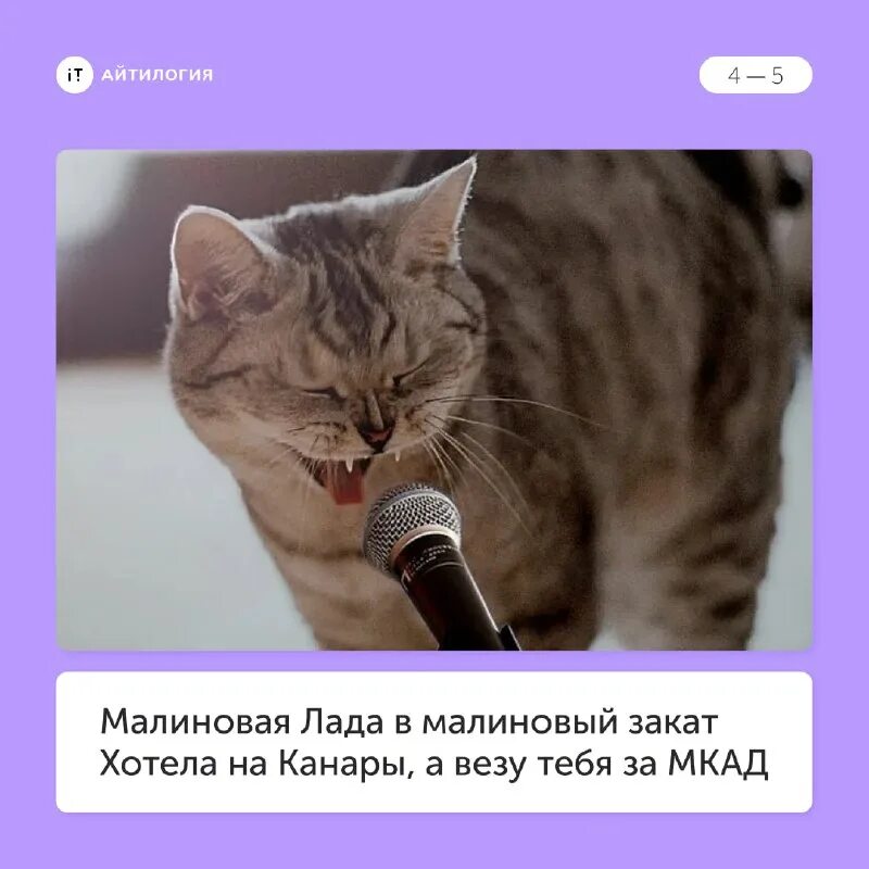 Песня где поют коты. Песня где поют коты. Кот с микрофоном. Котики которые поют. Котята поют.