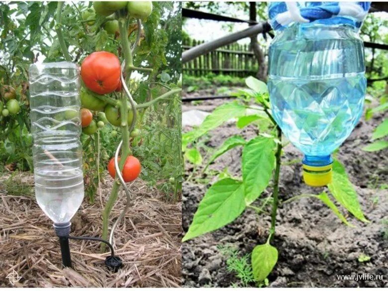 Капельный полив 5 литровая бутыль. Система капельного полива для огурцов. Капельный полив из бутылки. Капельный полив из бутылки. Капельный полив баклашка.