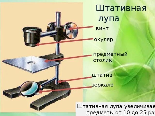 Штативная лупа строение 5 класс биология. Штативная лупа 5 класс биология. биология 5 класс увеличительные приборы- штативная лупа. штативная лупа 6 класс биология. строение микроскопа и штативной лупы.