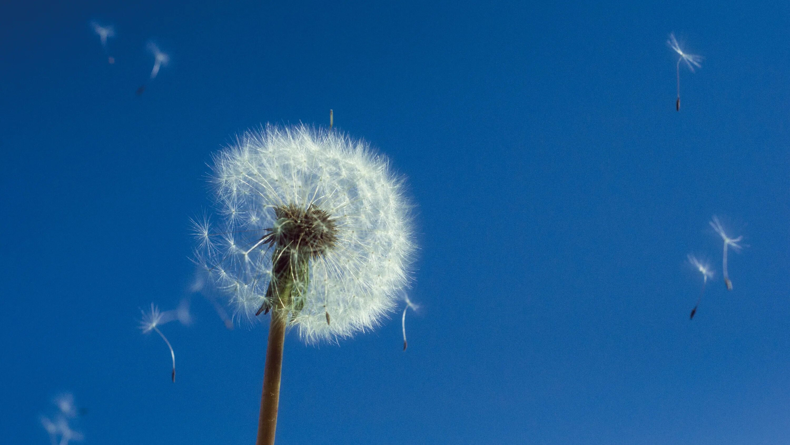 Голубой ветерок. Пушкин ветер синею волною. Голубой ветер. Голубое небо. Голубой ветерок.
