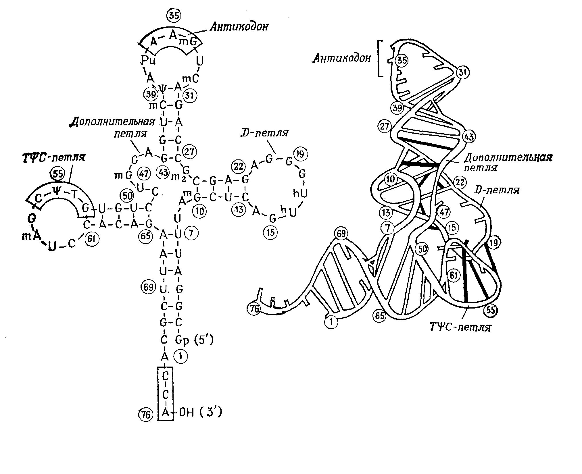 РНК. Антикодон это в биологии. Структура ТРНК. Строение антикодона.
