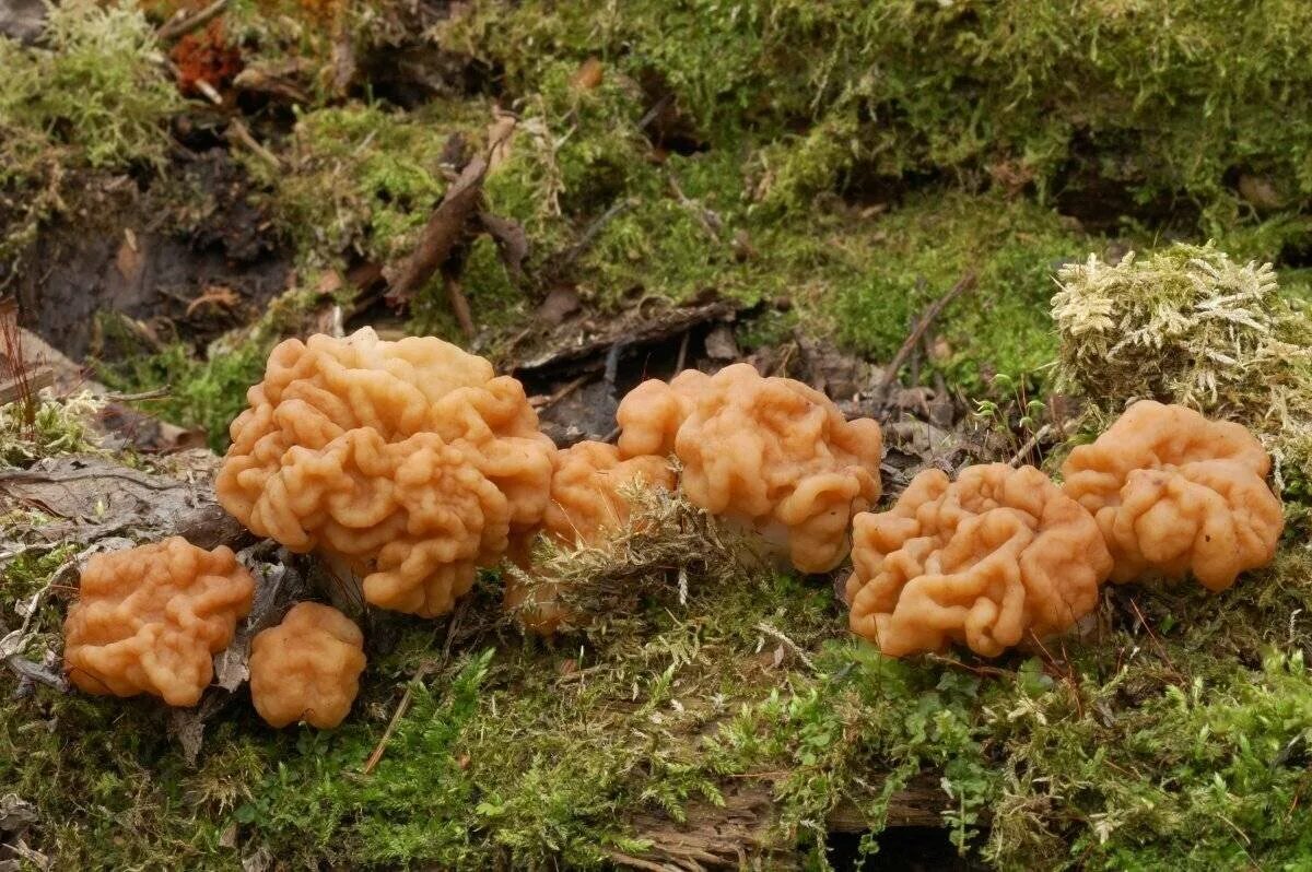 Строчок гигантский — Gyromitra Gigas.. Гриб строчок. Гриб строчок и сморчок. Где растут строчки