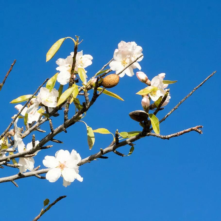 Almond blossom. Миндальное дерево цветение. Белоцветущий ветки миндаль. Цветущая ветка миндаля. Цветок миндаля Мирро.