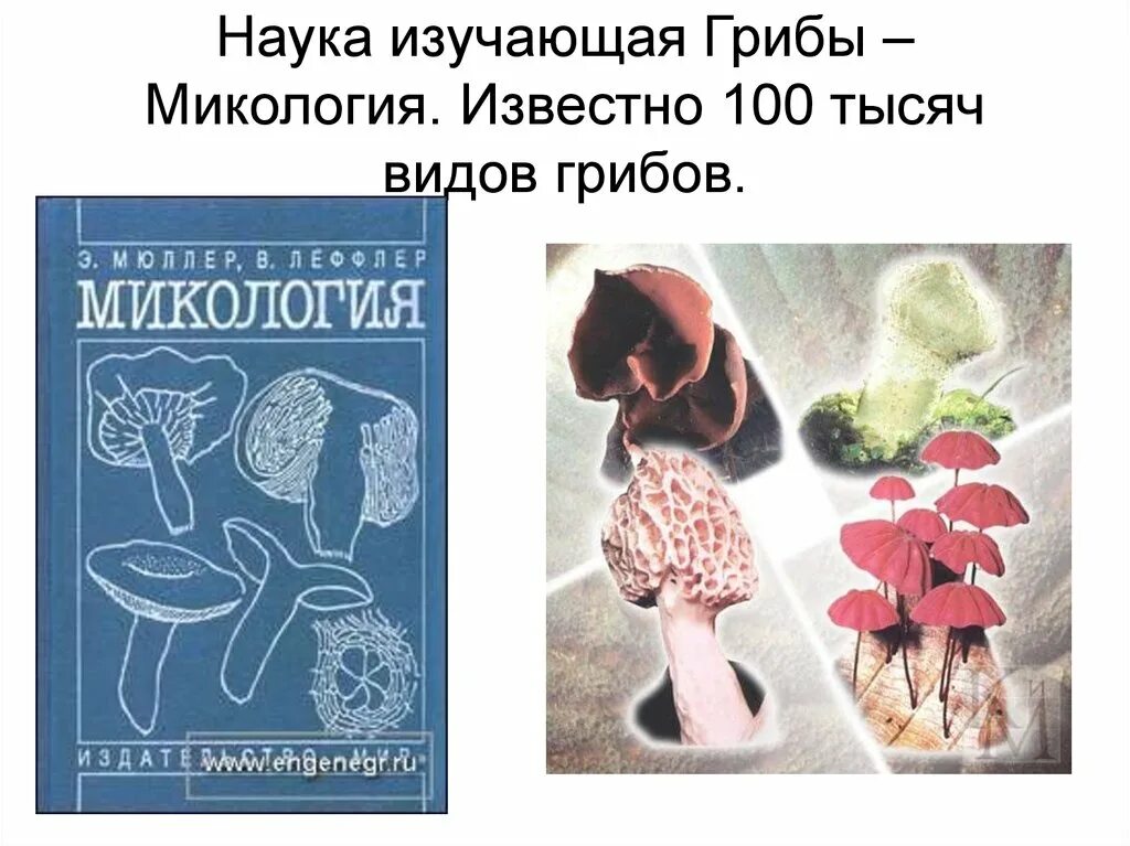 Микология грибы. Микология изучает грибы. Микология это наука. Что изучает микология. 4 микология