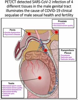 An immunoPET probe to SARS-CoV-2 reveals early infection of the male genita...