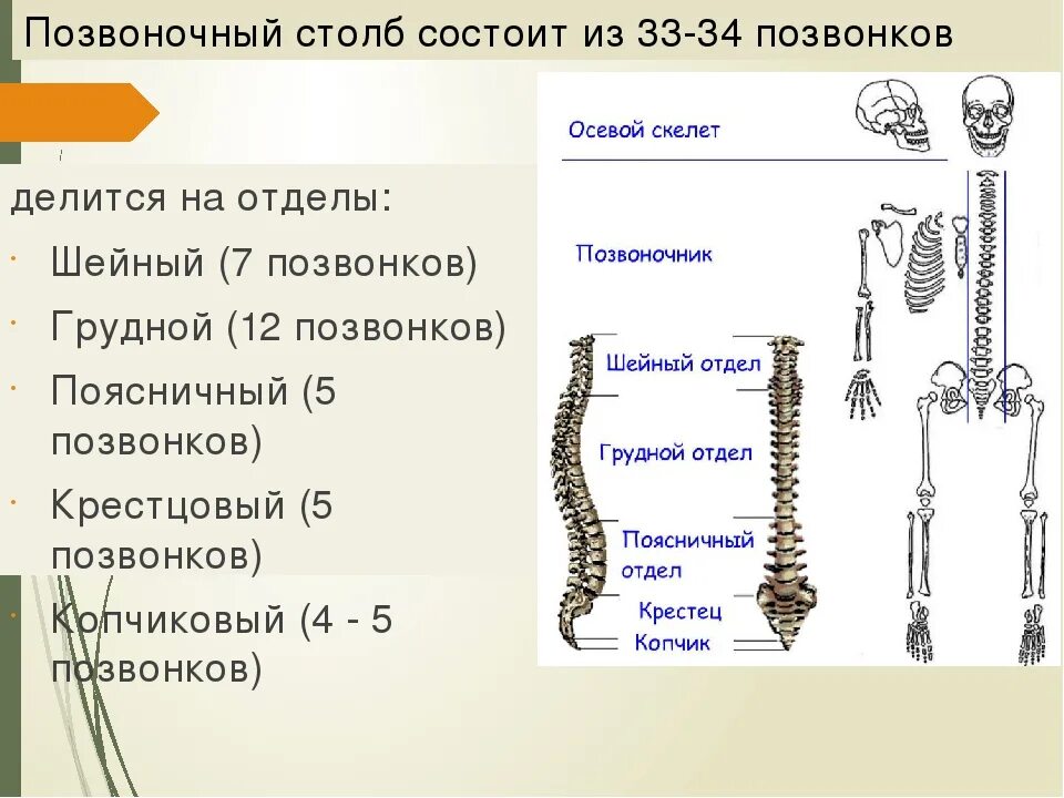 Особенности строения внешнего скелета. Грудина осевой скелет. осевой скелет позвоночник отдел. осевой скелет человека анатомия. строение осевого скелета.