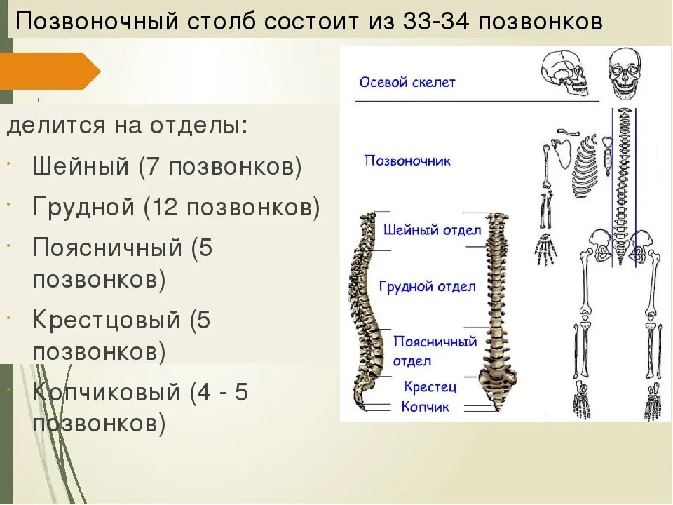 Грудина осевой скелет. Осевой скелет добавочный скелет. Осевой скелет позвоночник отдел. Строение осевого скелета.