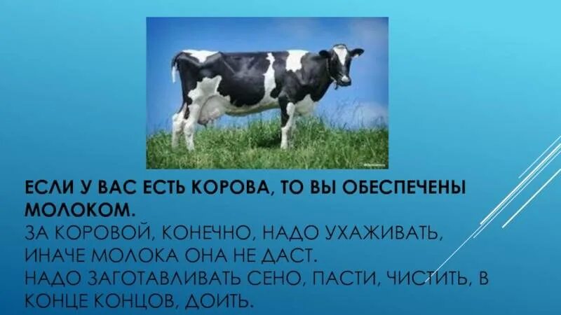 Сколько сена надо корове. Сколько сена надо корове на год. Норма сена на корову в сутки. Коровы сколько надо сена