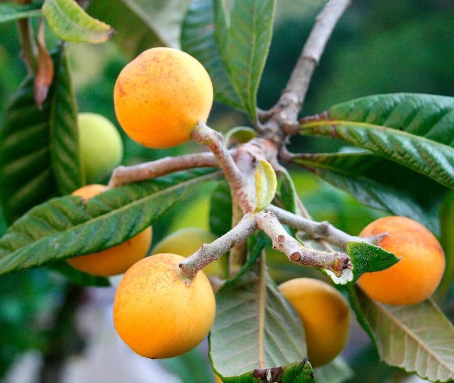 Нисперо мушмула. Плод мушмулы. Мушмула кавказская дерево. Мушмула крымская. Плод мушмулы.