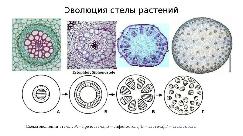 Тип стели. Тип стели