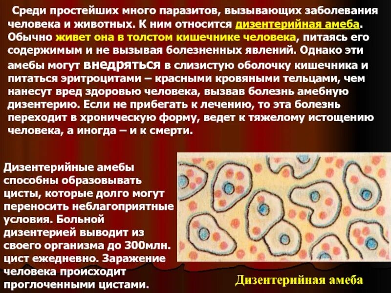Рассмотрите изображение паразитического простейшего какое заболевание