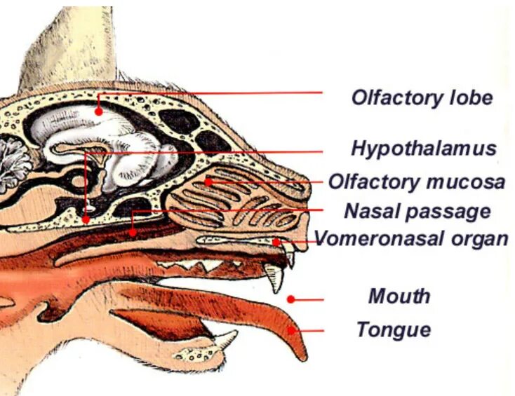 Cat organ. Орган обоняния у животных. Орган обоняния у животных анатомия. Строение органа обоняния. Вомероназальный орган.