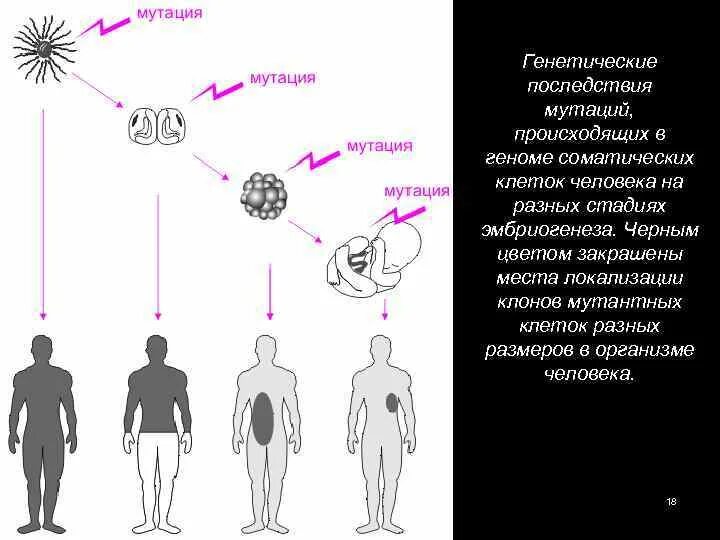 Влияние мутаций в разные периоды онтогенеза. Последствия мутаций для клетки и организма. Последствия генных мутаций.