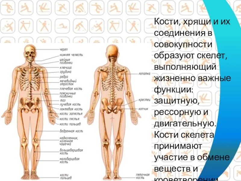 Краткие сведения о строении и функционировании опорно-двигательного аппарата чел
