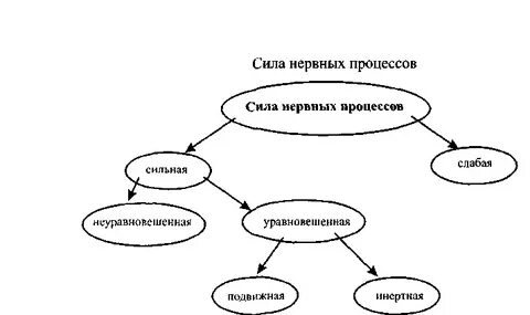 Сила нервной системы