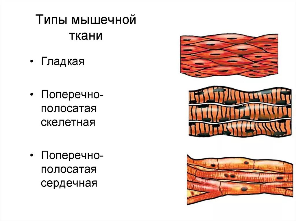 Поперечно-полосатая Скелетная мышечная ткань рисунок. Поперечно-полосатая сердечная мышечная ткань строение. Клетки поперечно-полосатой мышечной ткани. Поперечно мышечная ткань Тип.