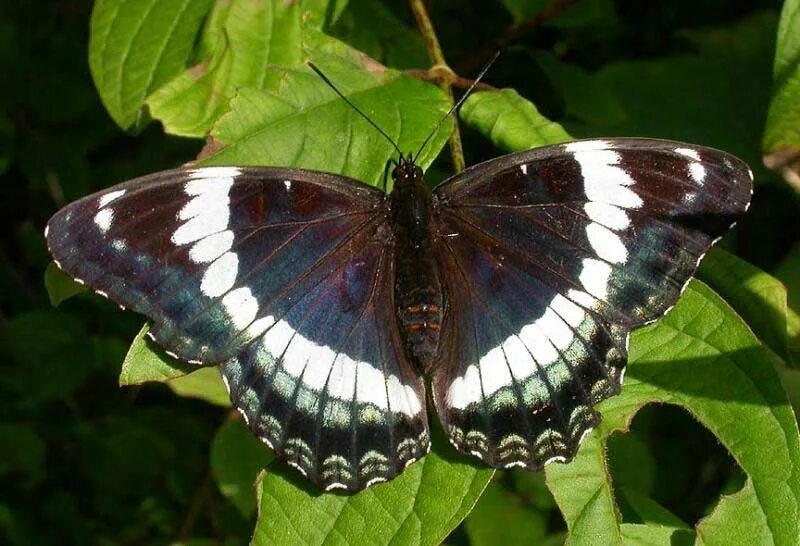 Черные бабочки 1. Белый Адмирал бабочка. Бабочка Махаон Адмирал. Бабочка Чернушка эфиопка гусеница. Бабочка Адмирал черно белая.