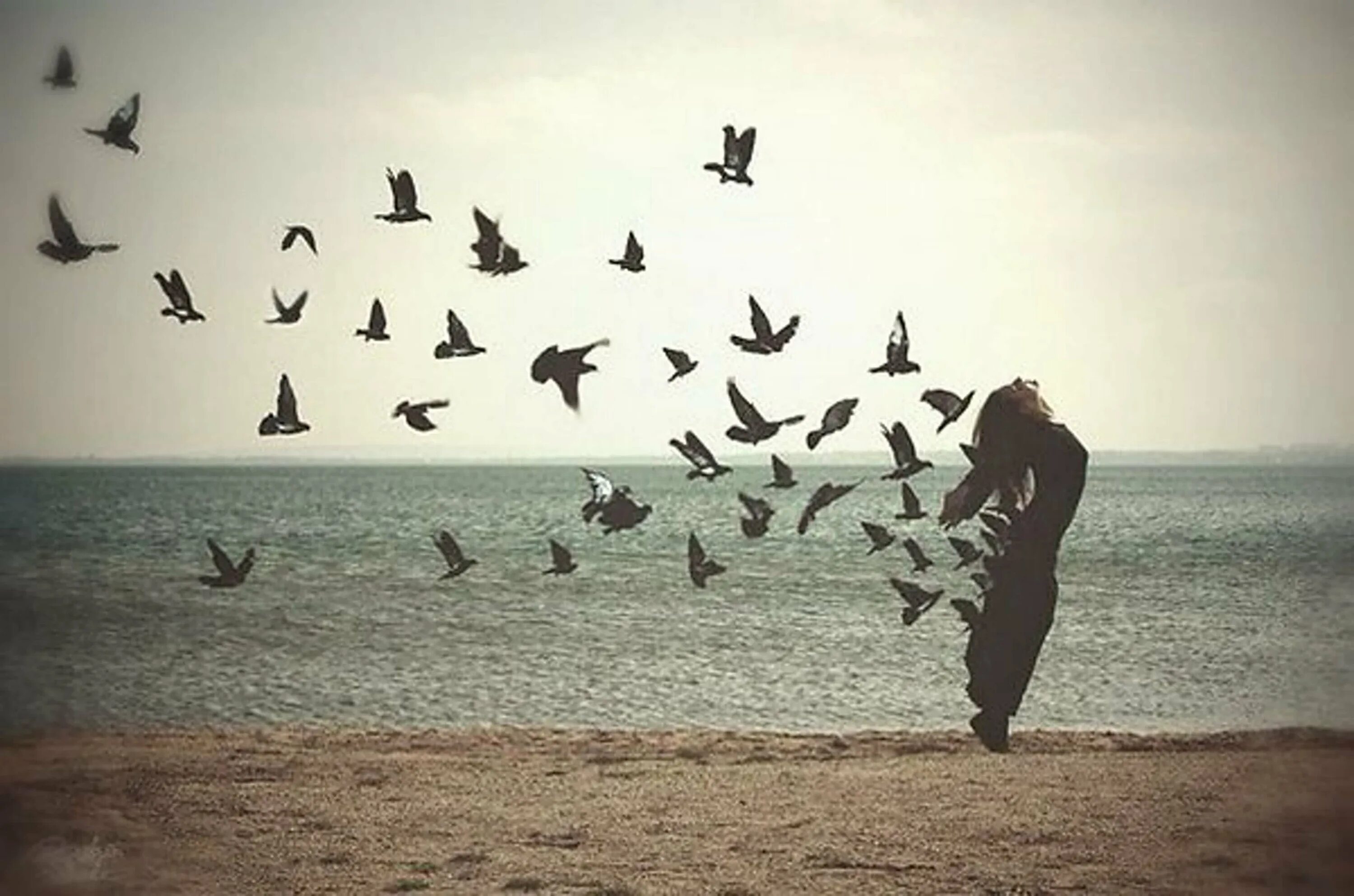 Улетели птицы за море миновало. Птицы улетают. Птица свободы. Птицы разлетаются. Птицы в небе.