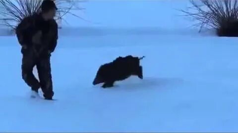 Боюсь кабанов