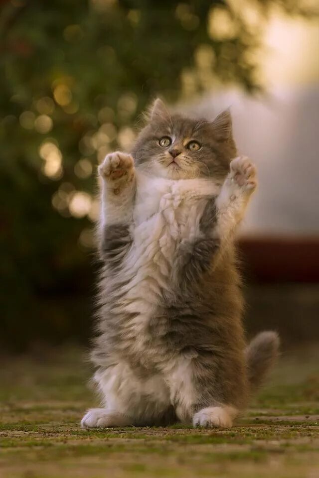 Котенок стоит на лапах. Манчкин котенок. Котенок стоит на лапах. Котята которые стоят на задних лапах. Кот с поднятой лапой.