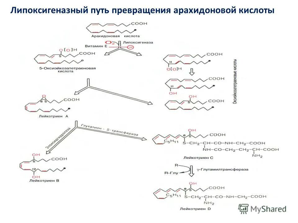 арахидоновая кислота пути превращения. схема метаболизма арахидоновой кислоты. путь превращения. активация полиольного пути распада глюкозы. превращение фенилаланина в тирозин.