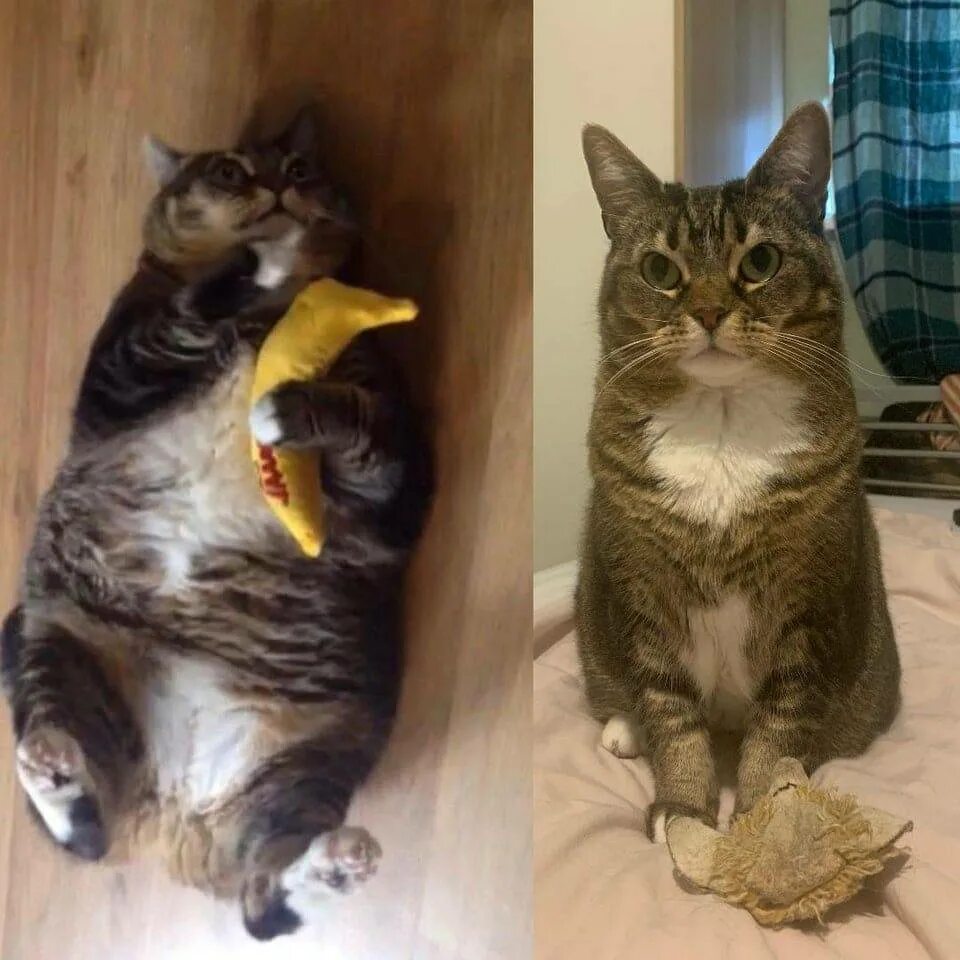 Кошка плохо ест и худеет что делать