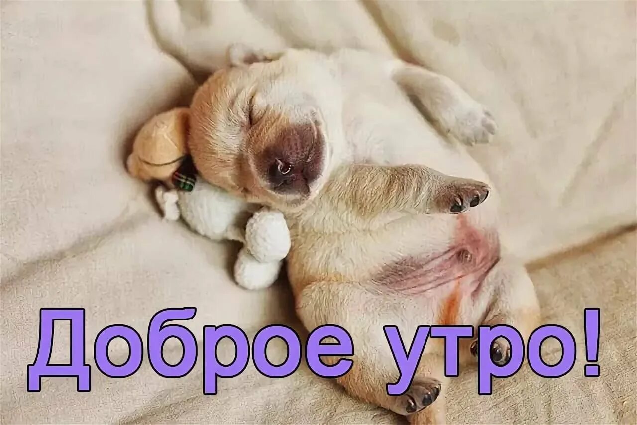 Доброе утро ржачные приколы. Доброе утро животные с надписями. с добрым утром надпись животные. доброе утро животные смешные с надписями. доброе утро со смешными животными с надписями.