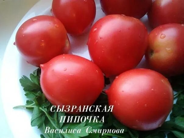 Томат сызранская пипочка семена. Томат кустанайская пипочка. Томат кустанайская пипочка. Помидоры сызранская пипочка. Томаты сызранская пипочка описание сорта фото отзывы.