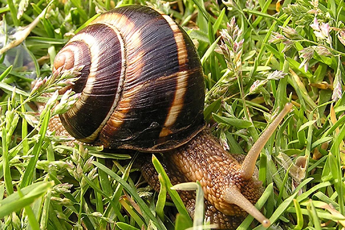 Улитка адрес. Helix lucorum. Виноградная улитка Хеликс. Улитка лукорум. Улитка Хеликс Асперса.