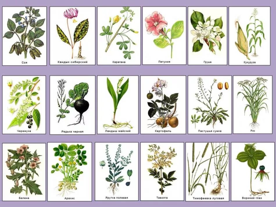 Лекарственное животное список. Травяные растения Покрытосеменные. 3 Покрытосеменных растений. Покрытосеменные растения названия. Рост покрытосеменных.
