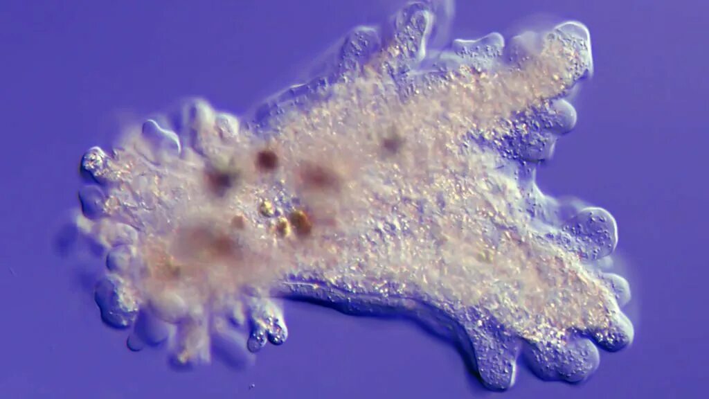 Амёба. Амебы в дистиллированной воде. Амебы в дистиллированной воде. Амеба пресноводная. Амеба протей микроскоп.