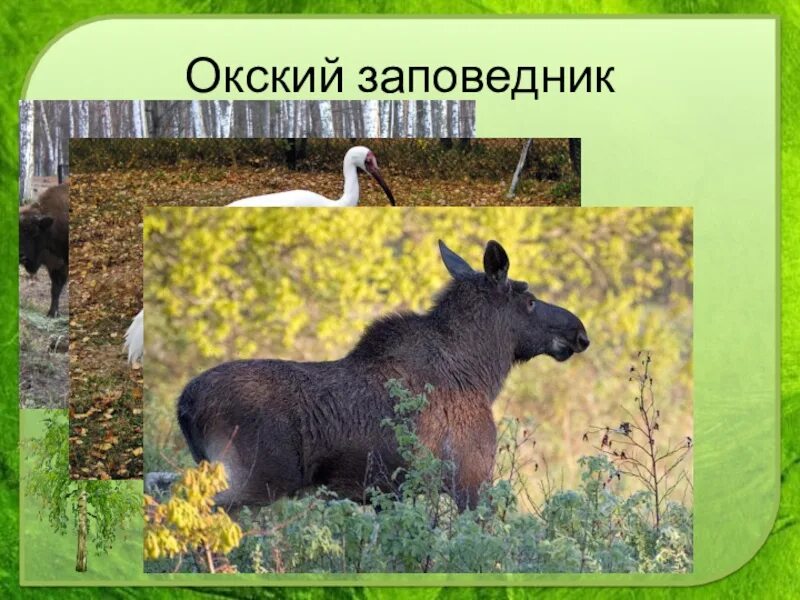 Окский заповедник кратко. Окский заповедник рассказ.