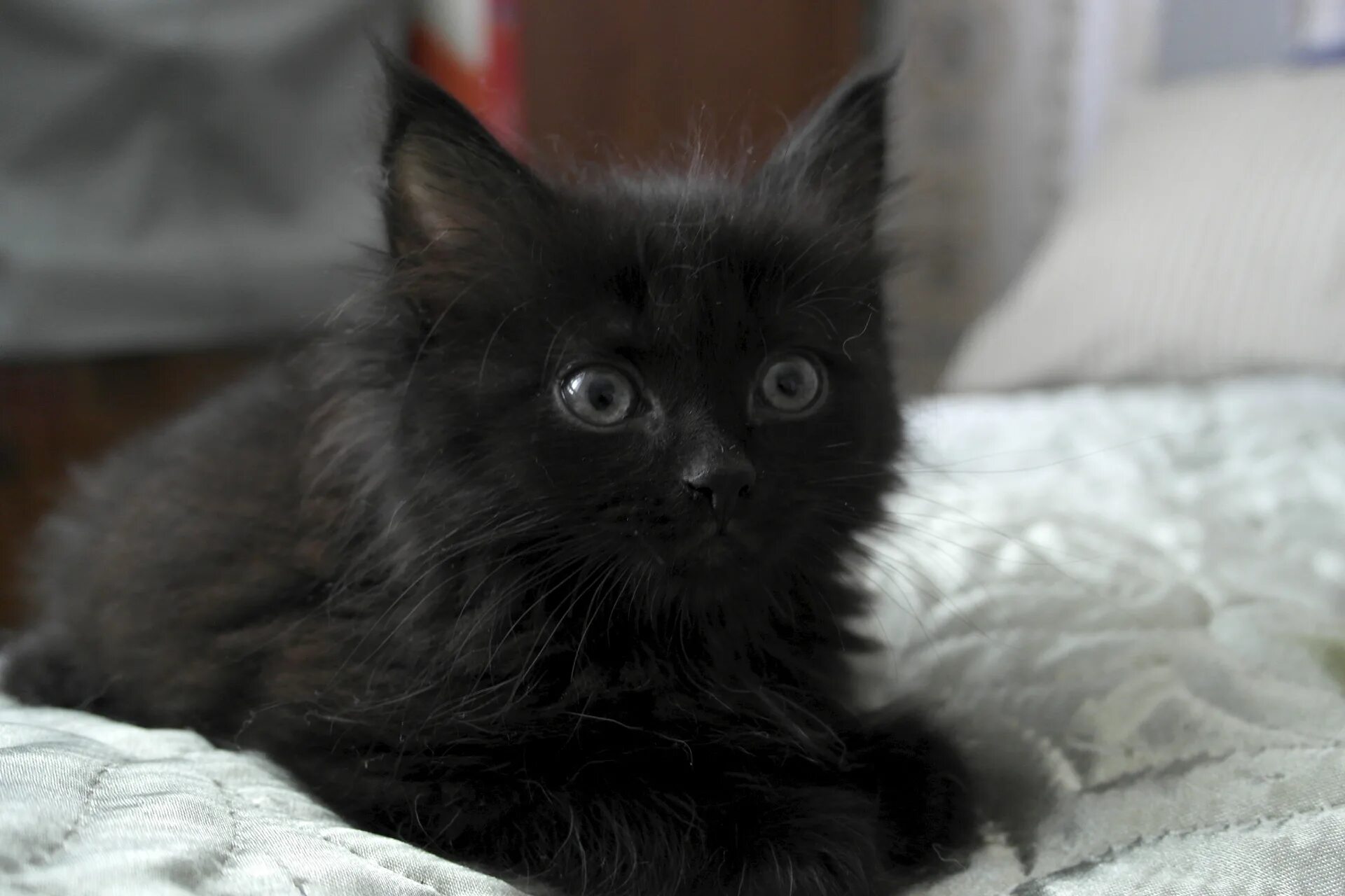 76 черный. Чёрный Сибирский котенок девочка. Девочка с черным котенком. Черный пушистый кот лето. Голубокремовые котята черные.