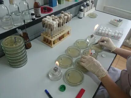 Методы в бактериологической лаборатории