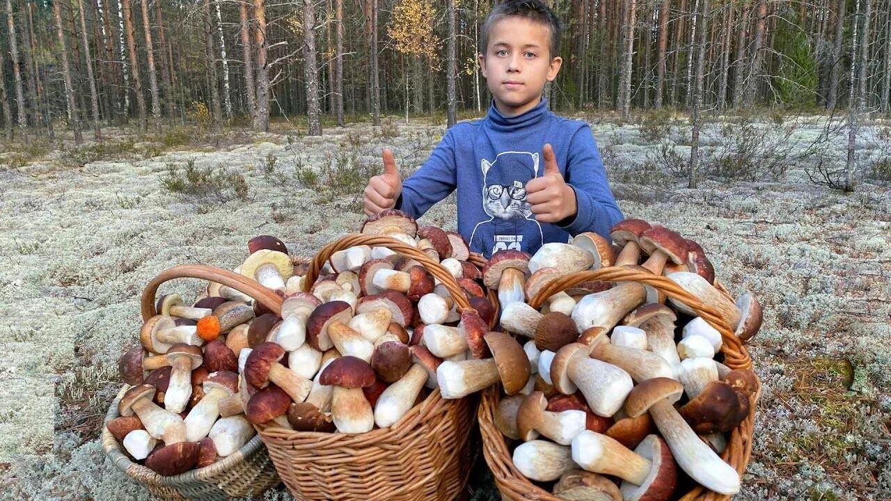 В воде есть грибы. Боровики в Ленинградской области 2022. Сбор грибов Боровиков в лесу. Грибы в Карелии 2023. Белый гриб.